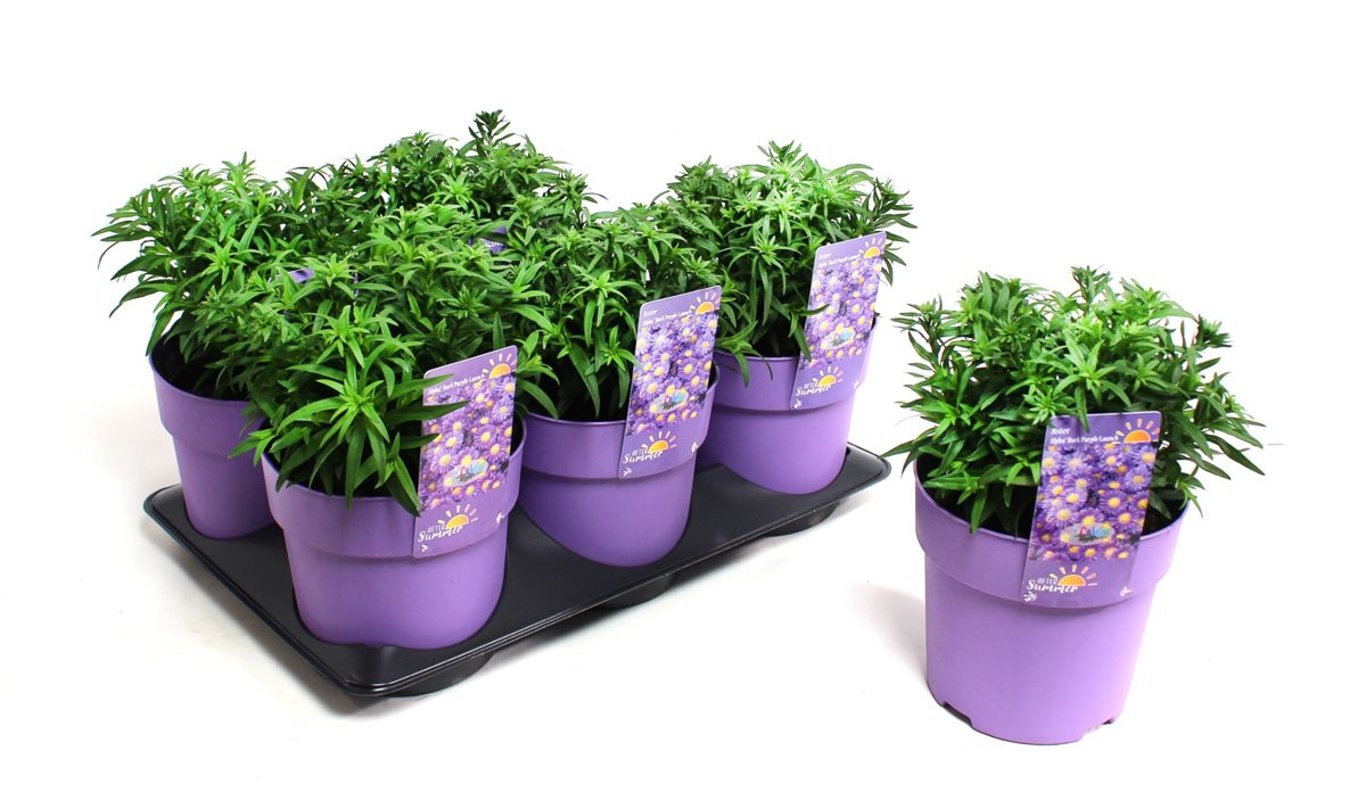 Aster (D) Alpha Dark Purple Launch - C1,5